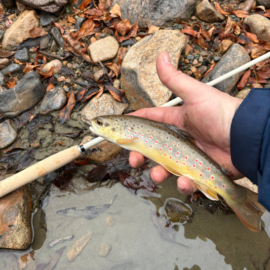 Top Fishing Spots Near Elizabethton TN