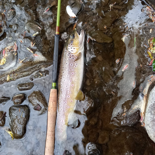 Best Fly Patterns for East Tennessee (What Actually Works)