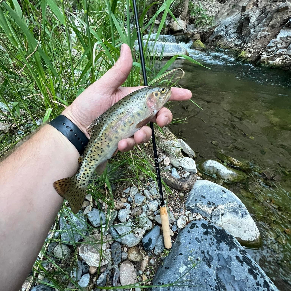 Best Trout Fishing Setup for East Tennessee (Complete Guide)